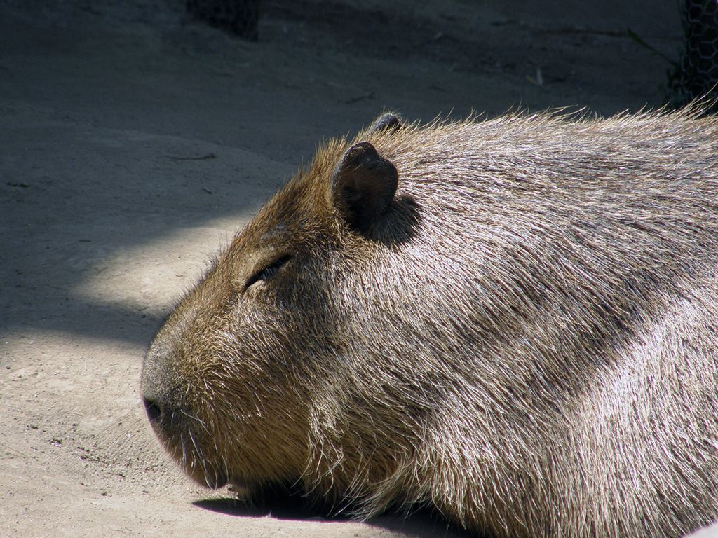 旭山動物園3