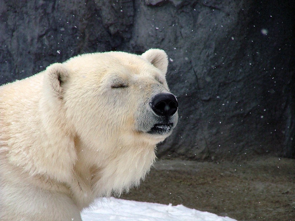 旭山動物園